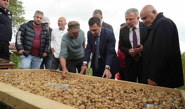 "Topraktaki altın" salebin hasadı başladı: Kilosu 12 bin TL