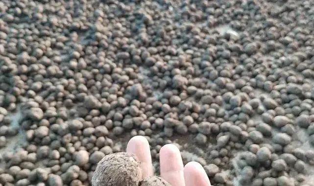 Bozdoğan'da salep hasadı kontrol altında