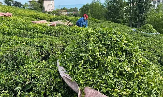 Rize'de güneşli havayı fırsat bilen çay üreticileri hasat için bahçelere girmeye başladı