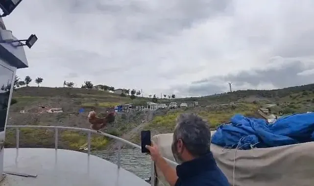 Yozgat'ta 'Kaptan Tavuk' görenleri gülümsetti