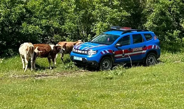 Elazığ'da kaybolan inekler dron ile bulundu