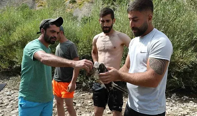 Ağaca çarpıp suya düşen kızıl şahin kurtarıldı