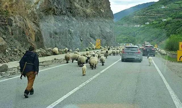 Gümüşhane yaylalarına geleneksel küçükbaş hayvan göçü başladı