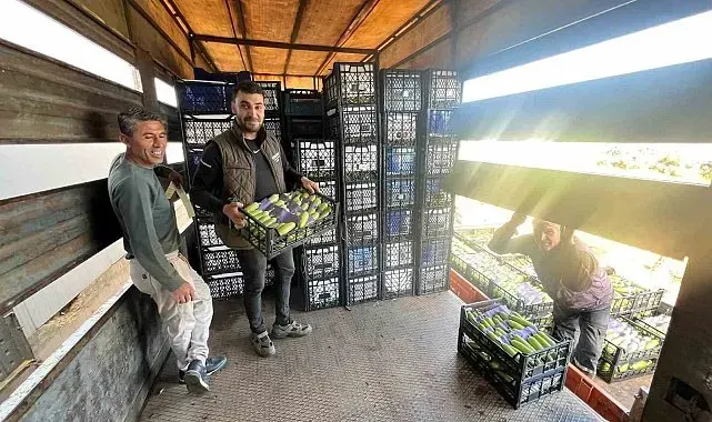 İznik'te mevsimin ilk kabak hasadı