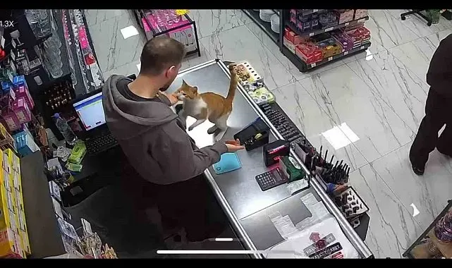 Rize'de kedi ile esnafın dostluğu