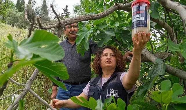 Tireli incir üreticisine ekşilik böceğine karşı tuzak dağıtıldı