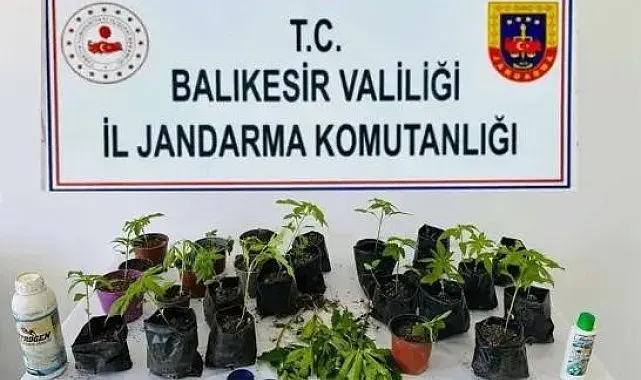 Erdek'te jandarmadan kenevir operasyonu