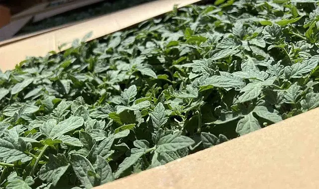 Karadeniz Ereğli'de üreticilere yüzde 75 hibe destekli fidan dağıtıldı
