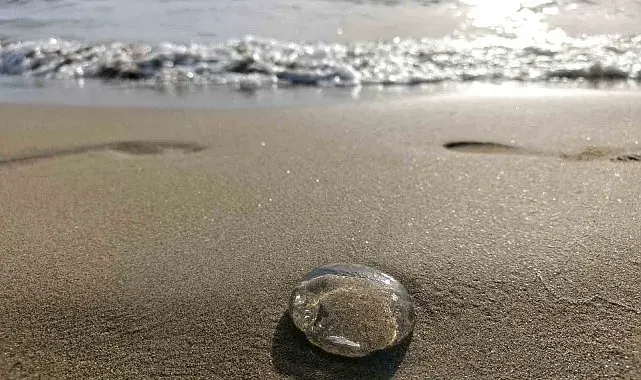 Ege kıyılarında denizanaları sahile vurdu