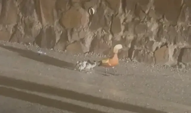 Selden etkilenen ördekler koruma altına alındı