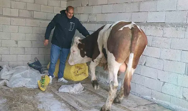 Diyadin'de besicilik geçim kapısı oldu