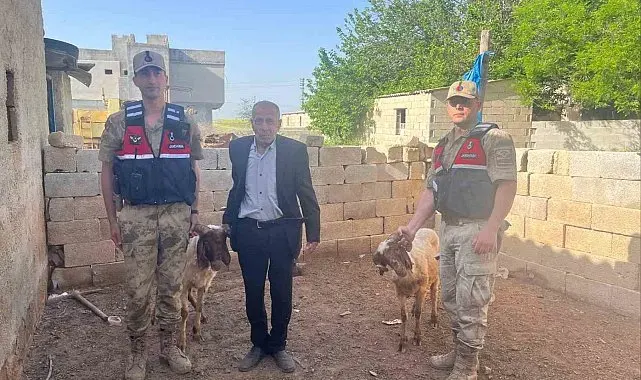 Kilis'te kaybolan koyunlar jandarma ekiplerince bulundu