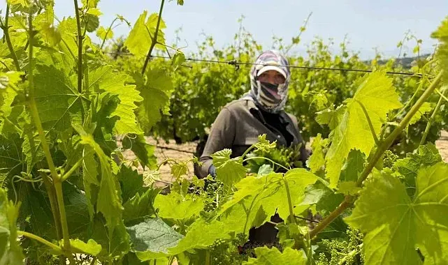 Asma yaprağında hasat başladı