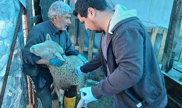 Emet'te küçükbaş hayvanlara yönelik aşılama ve kimliklendirme çalışmaları