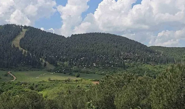 Gökyüzünde pelikan şöleni