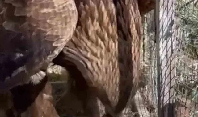 Iğdır'da bitkin halde bulunan kaya kartalı tedavisi sonrası doğaya salındı