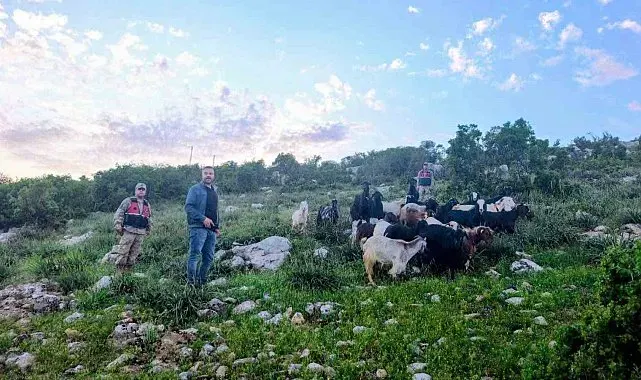 Kilis'te kaybolan 90 küçükbaş hayvan bulundu