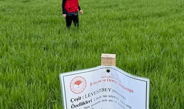 Aslanapa'da buğday demonstrasyon sahalarında hastalık ve zararlı sürvey çalışmaları
