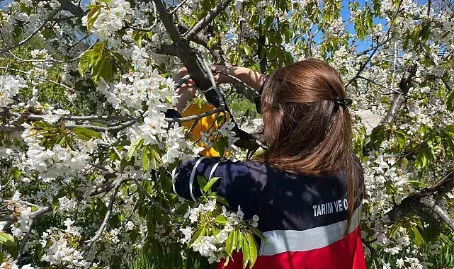 Şaphane'de Akdeniz Meyve Sineği ile Kiraz Sineğiyle mücadele çalışmaları