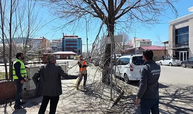 Belediye ekiplerinden ağaç budama çalışması