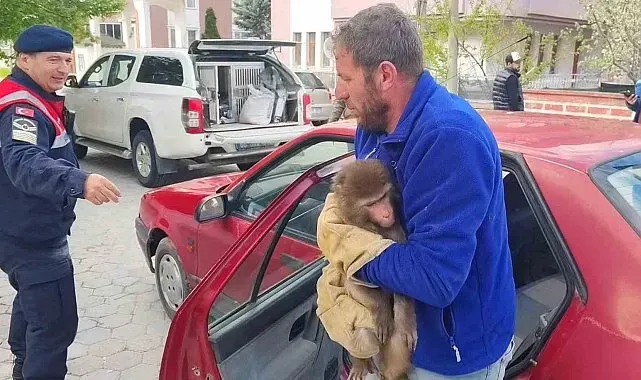Yozgat'ta Hint Şebeği olarak bilinen maymun jandarma tarafından yakalandı