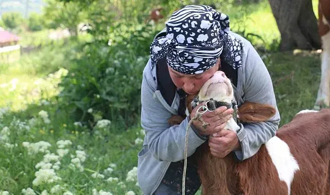 Üzümlü'de yabancı gelin hayvancılığa renk kattı
