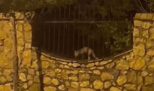 Elazığ'da aç kalan tilki tavuğu böyle götürdü