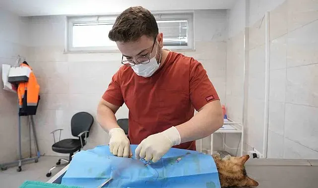 Denizli'de sokak hayvanlarını kısırlaştırma ve sahiplendirmede rekor artış