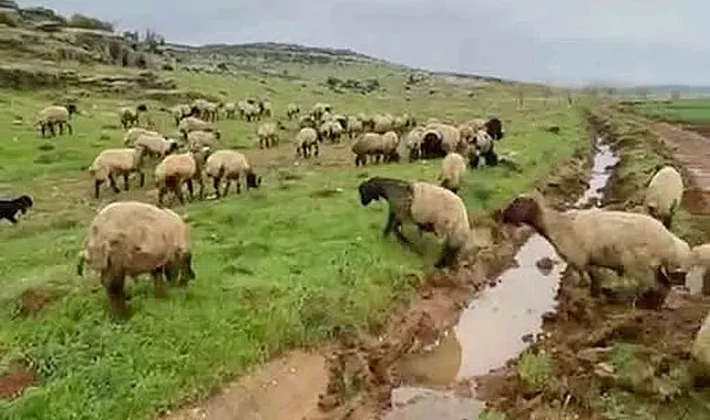 Araban'da kurbanlıklar satışa hazır