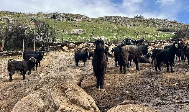Denizli'de küçükbaş hayvancılık yetiştiriciliği giderek azalıyor