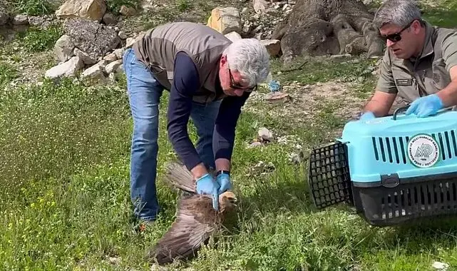 Bitkin halde bulunan kızıl şahin tedavisinin ardından doğaya salındı