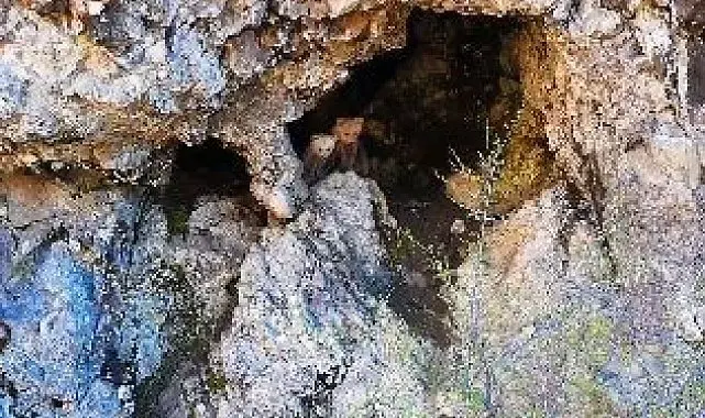 Anne ayı ve yavruları inlerinde dron kamerasıyla görüntülendi