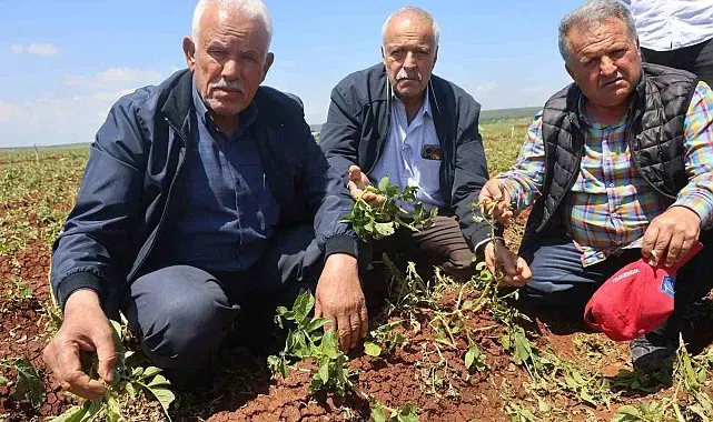 Ceviz büyüklüğündeki dolu yağışı tarım arazilerine zarar verdi