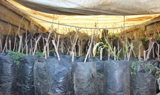 Elmalı'da 50 çiftçiye daha Toros fıstığı fidanı hibe edildi