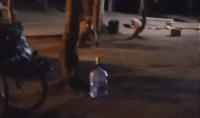 Uludağ'da çadır kuran ailenin yanına aç kalan ayı geldi