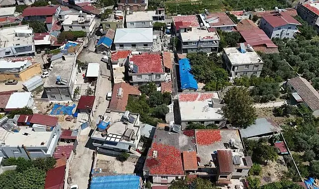 Kavurucu sıcakta devam eden acı mesaiyle birlikte damlar kırmızıya büründü