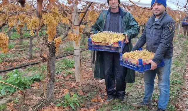 Yılbaşı üzümleri yola çıktı