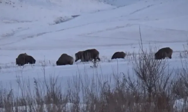 Kars'ta domuz sürüsü ve kurtlar aynı karede