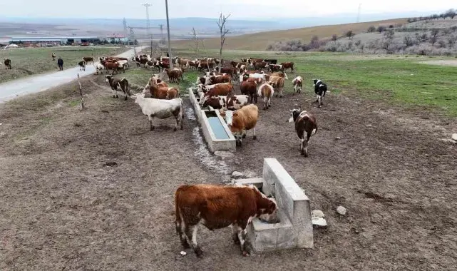 Devlet destekleri ile tarım ve hayvancılık işletmeleri büyüyor: "Hem üretim kapasitemiz hem de kar marjımız arttı"