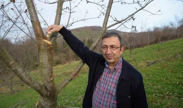 Yıllardır süren araştırma: 500 bitkiden sadece 35'i sağlam kaldı