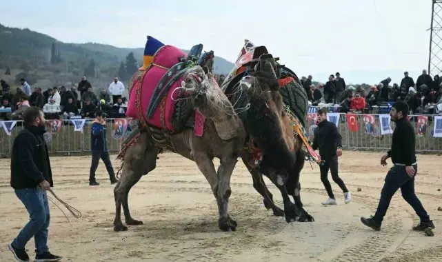 Kuşadası'nda deve güreşi festivali renkli görüntülere sahne oldu