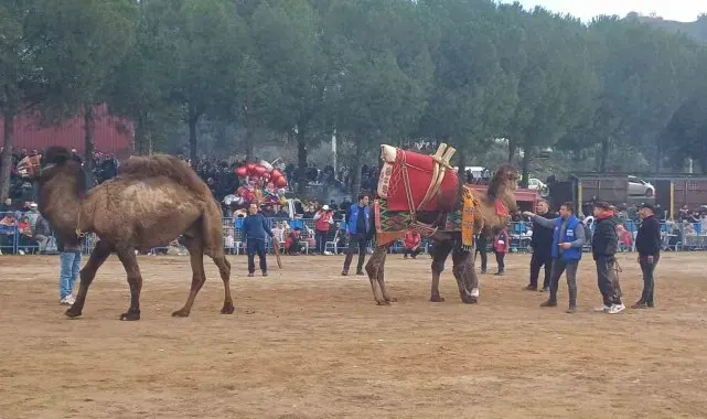 Pehlivan develer Köşk arenasında kozlarını paylaaştı