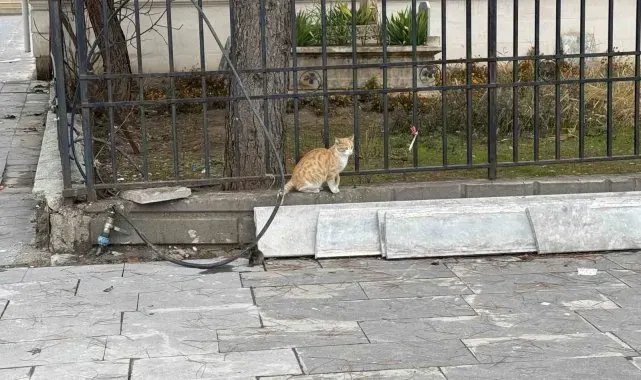 Batman'da kedi fareye diş geçiremedi