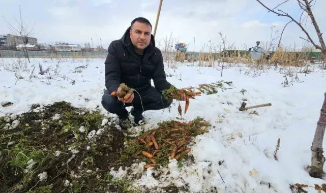 Tatvan'da kar altındaki havuçların hasadı yapıldı