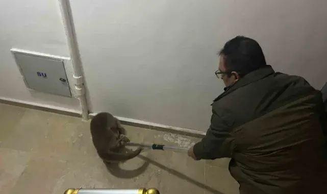 Yolunu kaybeden su samuru apartmana girdi