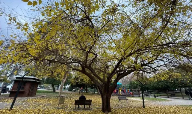 Adana'da yapraklarını döken ağaçlar görsel şölen sundu