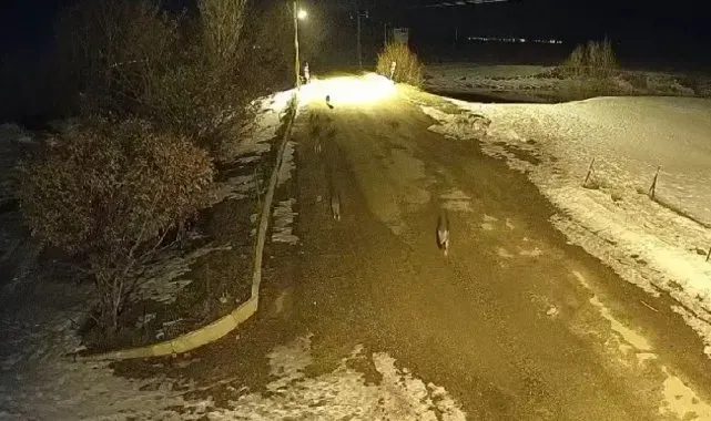 11 kurt köyü mesken tuttu