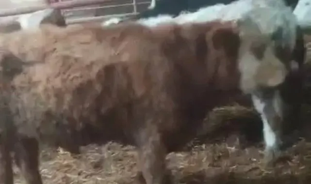 Aydın'dan çalınan hayvanlar Kayseri'de bulundu