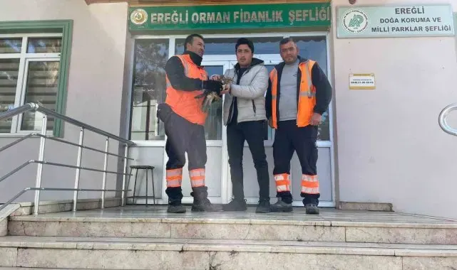 Yaralı şahin doğa koruma ekiplerine teslim edildi