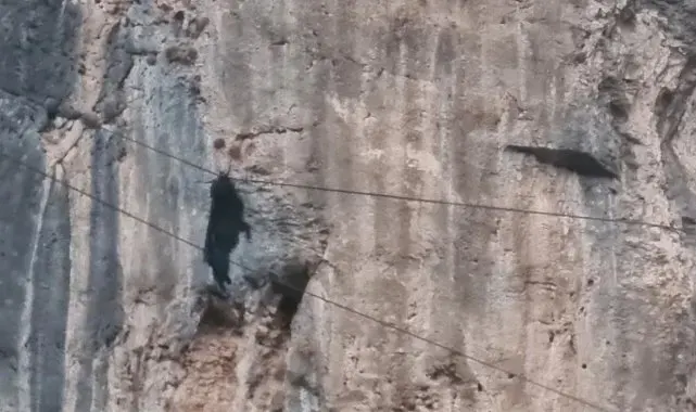 Siirt'te tel örgülerde asılı kalan keçi kurtarıldı